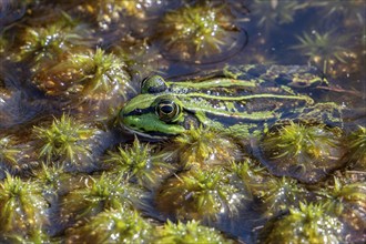 Green frog, water frog, true frog (Pelophylax spec.) in fen in moorland, heathland in summer