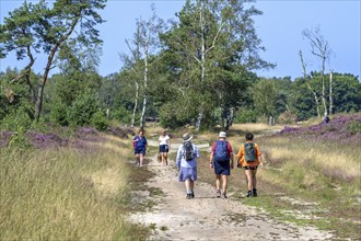 Walkers walking along sandy path in the Kalmthoutse Heide, Kalmthout Heath, nature reserve blooming