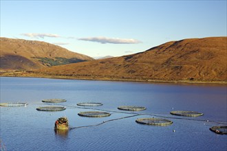 Round fish farm structures float in the calm waters of a loch, illuminated by orange evening light,