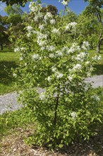 Malus, Crabapple tree with white flower blossoms and protected with natural mulch in spring,