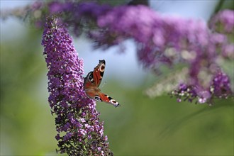 A colourful butterfly sits on a purple lilac flower in summer, peacock butterfly, Braunschweig,