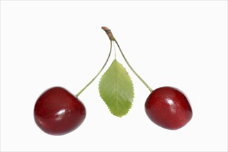 Wild cherry (Prunus avium), cherries and foliage on a white background