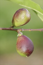 Nectarine (Prunus persica var. nucipersica), unripe fruit on the tree, Provence, southern France