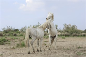 Camargue stallion, fighting stallions, Camargue, Provence, South of France