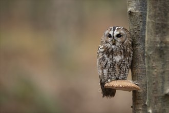 Tawny owl (Strix aluco) adult bird on a Bracket fungi on a tree trunk in a woodland in the autumn,