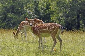 Fallow deer (Dama dama), Haltern, North Rhine-Westphalia, Germany, Captive, Europe