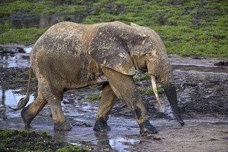 African forest elephant (Loxodonta cyclotis) in the Dzanga Bai forest clearing, Dzanga-Ndoki