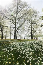 Park and flower meadow with colourful tulips and daffodils, Mainau Island, Lake Constance,