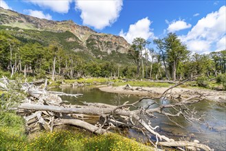 Dead tree trunks on the banks of the Lasifahaj River, Tierra del Fuego Island, Patagonia,