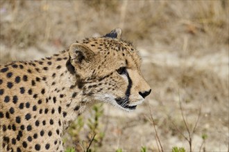 Cheetah (Acinonyx jubatus) portrait, captive, distribution africa