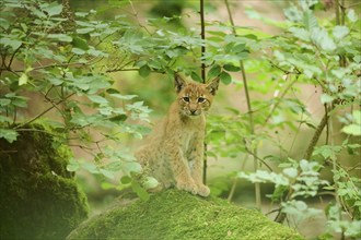 Eurasian lynx (Lynx lynx) youngster sitting in a forest, Bavaria, Germany, Europe