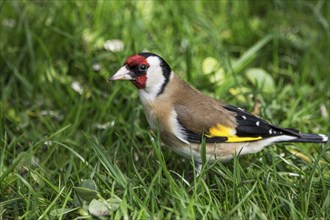 European goldfinch (Carduelis carduelis) looking for food in the spring meadow, Baden-Württemberg,