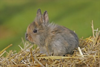 Domestic rabbit (Oryctolagus cuniculus)