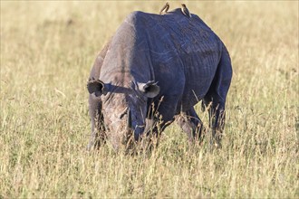 Black rhinoceros (Diceros bicornis) grazing grass in a savanna in Africa, Maasai Mara National