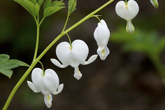 Tearing hearts, April, Germany, Europe