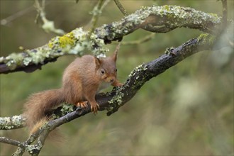 Red squirrel (Sciurus vulgaris) adult animal on a tree branch, Yorkshire, England, United Kingdom,