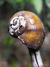 Snail shell, IIranduba, Manaus State of Amazonas, Brazi