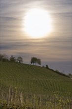 Vineyard, viticulture, budding, shoots, vines, trees, after sunrise, Baden-Württemberg, Germany,