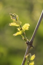 Young leaves of a grapevine in spring, viticulture, budding, shoots, vines, Baden-Württemberg,