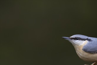 European nuthatch (Sitta europaea) adult bird head portrait, England, United Kingdom, Europe