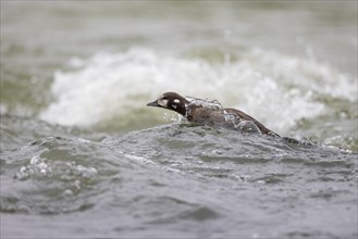 Harlequin duck (Histrionicus histrionicus), female, swimming in a raging river, Laxa River, Lake