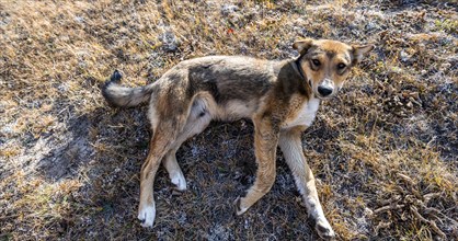 Dog lying in the grass, Atbaschy district in the Naryn region, Kyrgyzstan, Asia