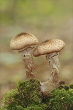 Common hallimash or common hallimash (Armillaria ostoyae), North Rhine-Westphalia, Germany, Europe