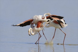 Greater flamingo (Phoenicopterus roseus), pair copulating, Camargue, Provence, southern France