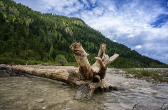 Driftwood, The Isar in the surroundings of Bad Tölz, Bavaria, Germany, Europe