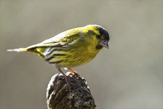 Male of Eurasian Siskin, Spinus spinus, bird in forest at winter sun