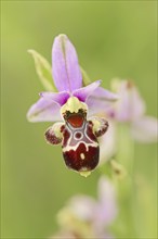 Woodcock bee-orchid (Ophrys scolopax), flower, Provence, southern France