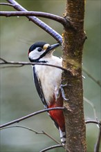 Male of Great Spotted Woodpecker, Dendrocopos major, bird in forest at winter sun