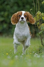 Cavalier King Charles Spaniel, kitten