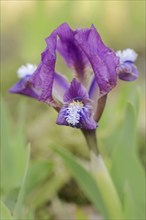 Dwarf iris (Iris pumila), flower, Austria, Europe