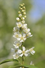 Common weeping cherry (Prunus padus, Padus avium), flowering, North Rhine-Westphalia, Germany,