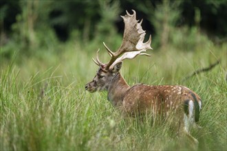 Fallow deer (Dama dama), antlers after sweeping, remains of velvet on the antlers, captive,