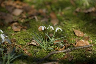 Snowdrop (Galanthus) in the forest, Kranzberg near Freising, Upper Bavaria, Bavaria, Germany,