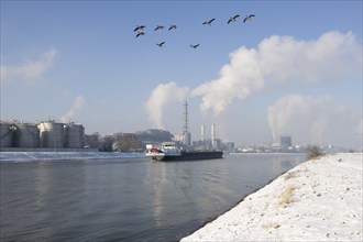 BASF plant site on the Rhine, chemical company, cargo ship, Canada geese, snow, foggy mood,