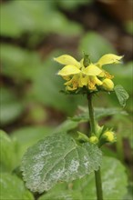 Yellow weasel-snout (Lamium galeobdolon), Wilden, North Rhine-Westphalia, Germany, Europe