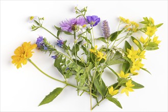 Various summer flowers with colourful blossoms on a white background