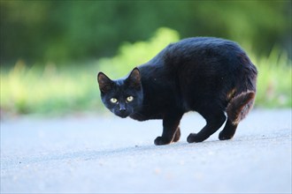 Domestic cat (Felis catus) standing on a street, Bavaria, Germany, Europe