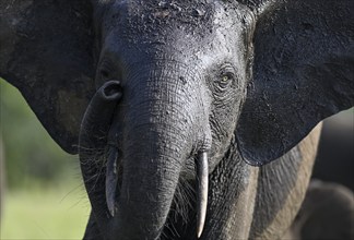 African forest elephant (Loxodonta cyclotis) in Loango National Park, Parc National de Loango,