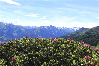 Rusty-leaved alpenrose