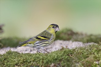 Eurasian siskin (Carduelis spinus), male sitting on moss, mossy ground, Wilnsdorf, North