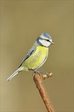 Blue tit (Parus caeruleus), sitting on an old branch, Wilnsdorf, North Rhine-Westphalia, Germany,