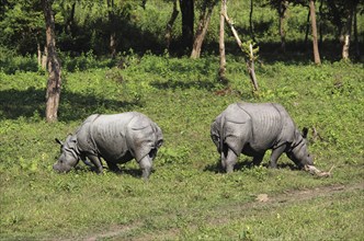 One horned or single horned rhinoceroses grazing at Kaziranga wildlife sanctuary in Assam, India,