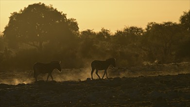 Two Burchell's zebra (Equus quagga burchellii) backlit by the rising sun walking through the dusty