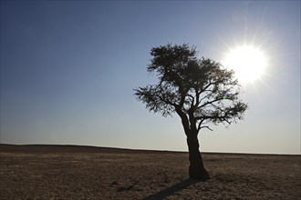 Acacia stands alone in the dry, wide plain, illuminated by the blazing sun, Namibia, Africa