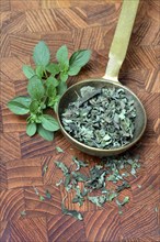 Oregano, fresh and dried oregano in ladle, Origanum vulgare