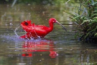 Scarlet ibis (Eudocimus ruber), Germany, Europe